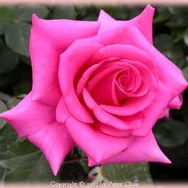 Rosa Grandiflora Prima Donna (Prima Donna)