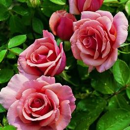 Rosa Grandiflora Tournament Of Roses (Tournament Of Roses)