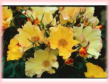 Bi-color Roses