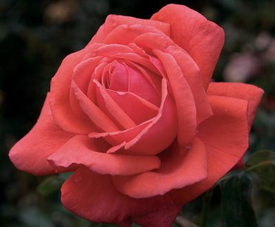 Fragrant Roses
