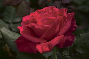 Royal Red's!