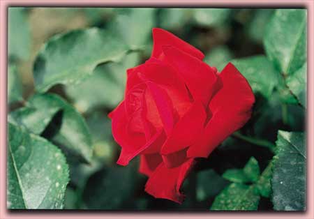 Royal Red's!