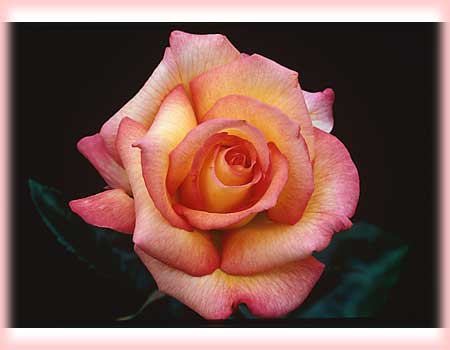 Bi-color Roses
