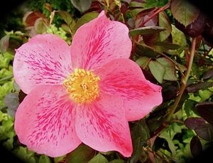 Bi-color Roses