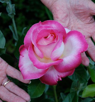 Fragrant Roses