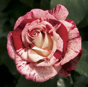 Fragrant Roses