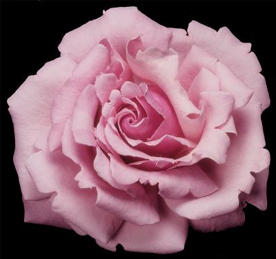 Fragrant Roses