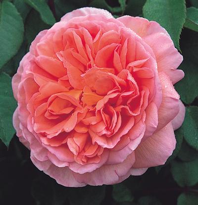 Abraham Darby