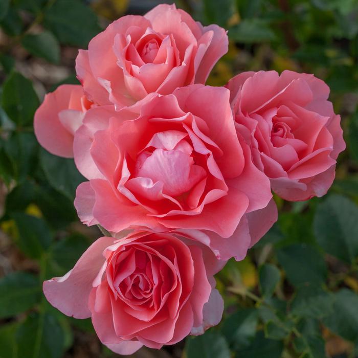 Pretty in Pink's!