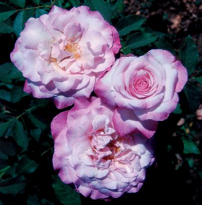 Moody Mauve's (purple)