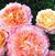 Tangerine Streams
