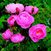 Skylark <b><i>New 2012</b></i>