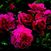 Tam o'Shanter <b><i>New 2013</b></i>