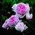 The Wedgwood Rose