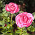 Big Momma <b><i>New 2013</b></i>