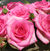 Beverly <b><i>New 2013</b></i>