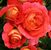 Brothers Grimm <b><i>New 2013</b></i>