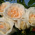 Kosmos <b><i>New 2013</b></i>