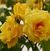 Kordes Golden Gate <b><i>New 2013</b></i>