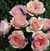 Pink Enchantment <b><i>New 2013</b></i>
