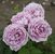 Poseidon <b><i>New 2013</b></i>