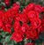 Black Forest <b><i>New 2013</b></i>