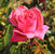 Cinnamon Dolce <b><i>New 2013</b></i>