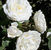 Cloud 10 <b><i>New 2013</b></i>