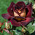 Dark Night <b><i>New 2013</b></i>