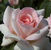 Francis Meilland <b><i>New 2013</b></i>