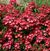 Look-A-Likes Hydrangealicious <b><i>New 2013</b>