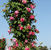 Raspberry Cream Twirl <b><i>New 2013</b></i>