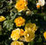 Tequila Gold <b><i>New 2013</b></i>