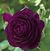 Twilight Zone <b><i>New 2013</b></i>