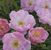 The Lady's Blush <b><i>New 2013</b></i>