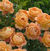 Lady of Shalott <b><i>New 2013</b></i>