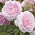 Lady Salisbury <b><i>New 2013</b></i>