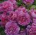 Princess Anne <b><i>New 2013</b></i>