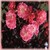 Fuchsia Meidiland o.r.