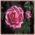 Gertrude Jekyll(cl)