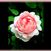 Ambridge Rose