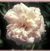 Mme. Alfred Carriere