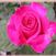 Pink Peace
