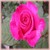 Pink Peace Cl.