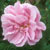 Autumn Damask (4Seasons, Rose of Castile)