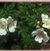 Rosa rugosa Alba a-o.r
