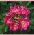 Rosa rugosa -o.r