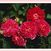 Rose de Rescht o.r.