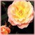 Rosemary Harkness