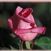 The Mc Cartney Rose